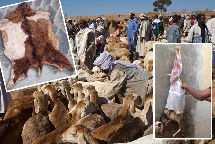 Goatskin and Hides Rot in Eritrean Streets